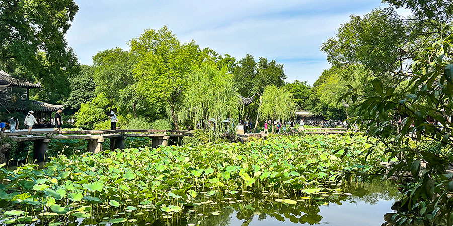 Verdant Lotus Pond in Wuhan East Lake