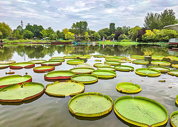 Xingqinggong Park, Xian