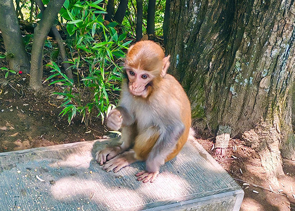 Encounter Wild Monkeys at Zhangjiajie Forest Park