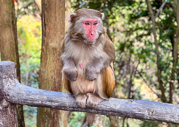 Wild Monkeys at Yuanjiajie