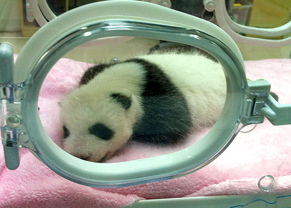 Panda Cub in Chengdu Panda Base