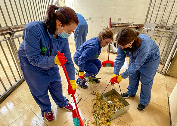 Volunteer Cleaning Panda Pavilion
