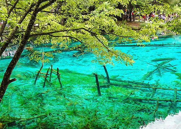 Crystal-clear Lake in Jiuzhaigou National Park Crystal-clear Lake in Jiuzhaigou National Park