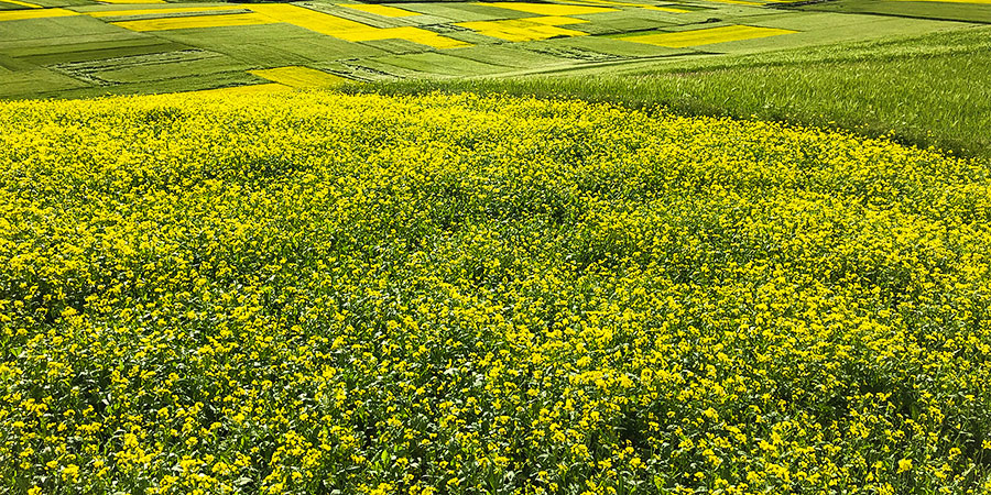 Golden Rapeseed Flowers in March in Leshan