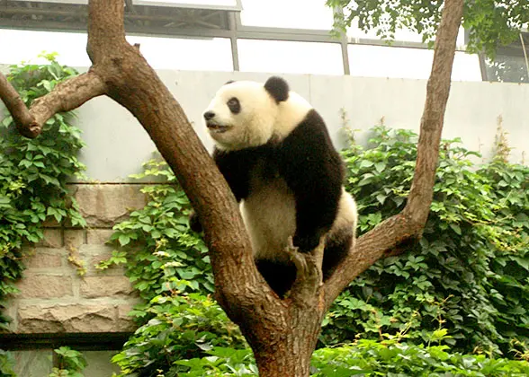 Panda in Beijing Zoo