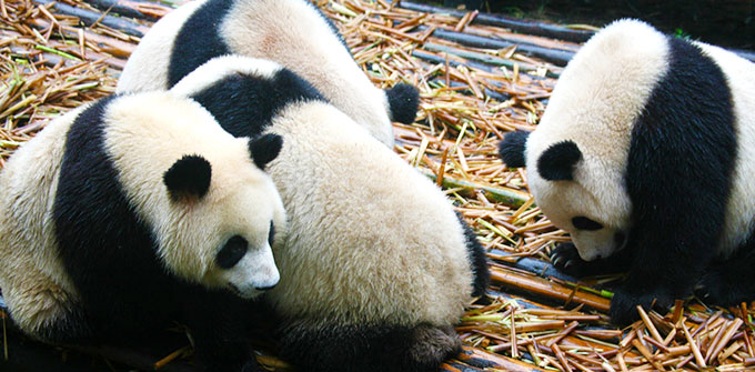 Chengdu Research Base of Giant Panda Breeding
