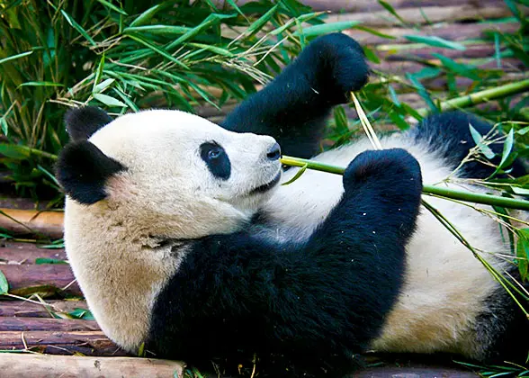 Chengdu Research Base of Giant Panda Breeding