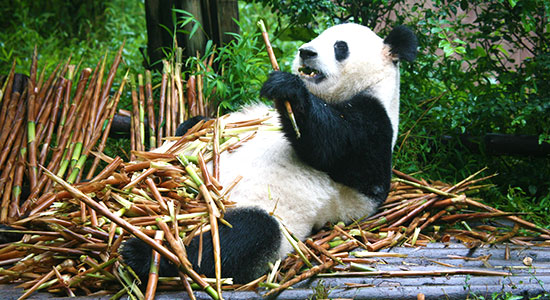 Chengdu Panda Base