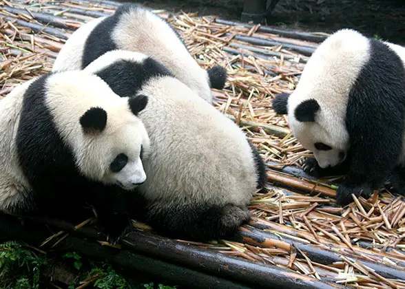 Chengdu Panda Base