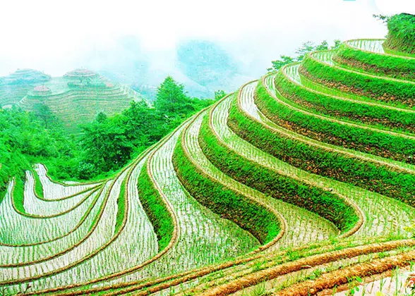 Longji Rice Terraces