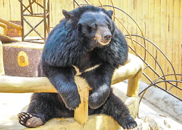 Black Bear, Shanghai Zoo