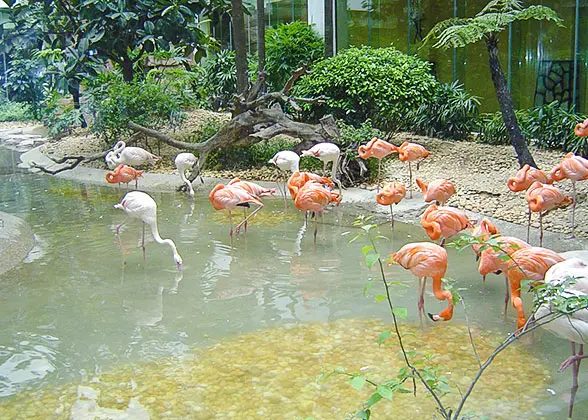 Flamingos, Shanghai Zoo