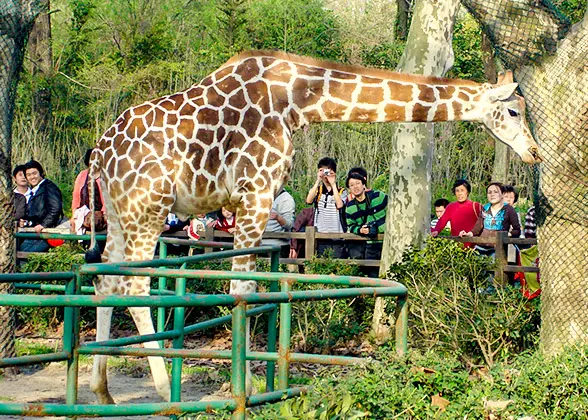 Giraffe, Shanghai Zoo