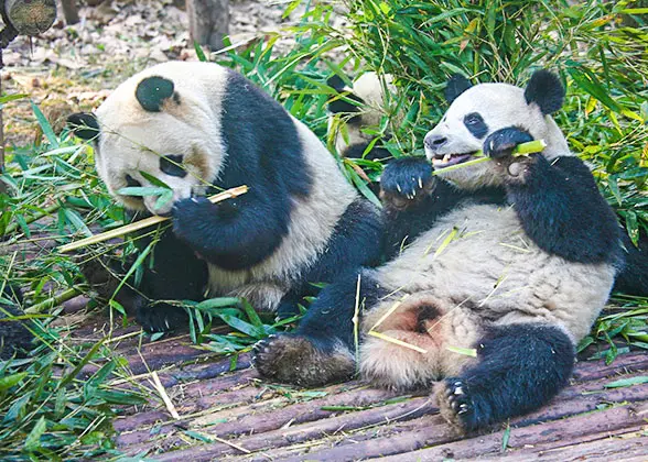 Pandas in Shanghai Zoo
