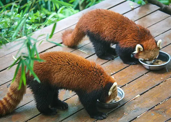 Red Pandas, Shanghai Zoo