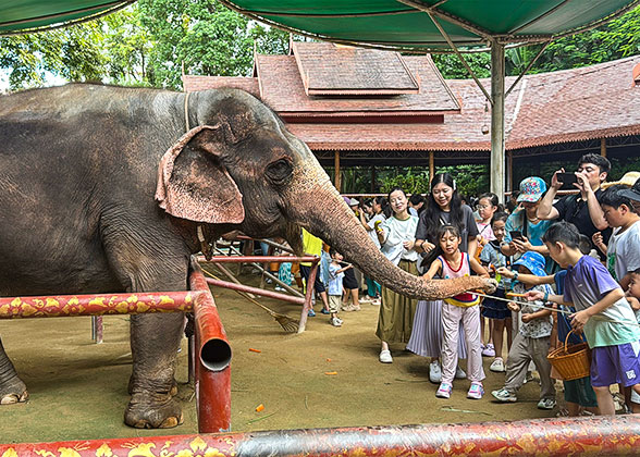 Adorable Elephants and Tourists Adorable Elephants and Tourists