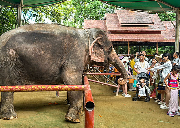 Cute Elephants Interacting with Tourists Cute Elephants Interacting with Tourists