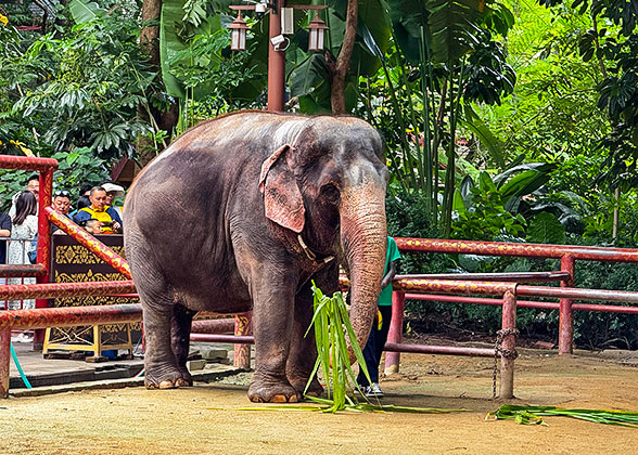 Active Elephants in February