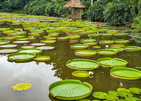 Giant Leaves of Victoria Amazonica Giant Leaves of Victoria Amazonica