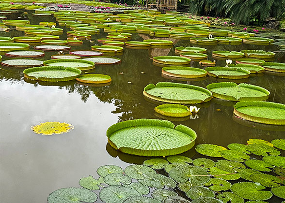 Giant Leaves of Victoria Amazonica