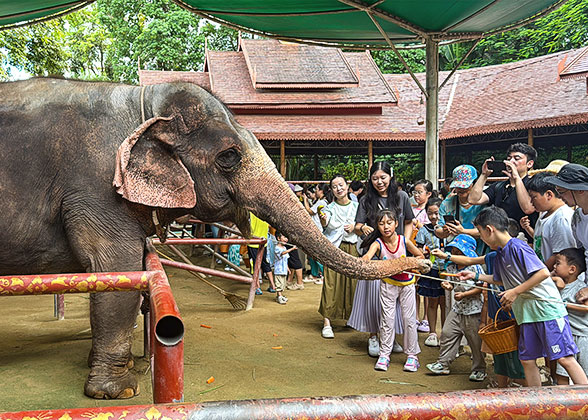 Visitors Touching Elephants Visitors Touching Elephants