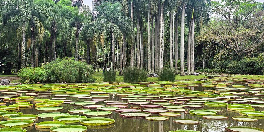 Lush Tropical Botanical Garden in May Lush Tropical Botanical Garden in May
