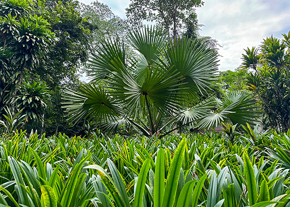 Lush Tropical Plants in January