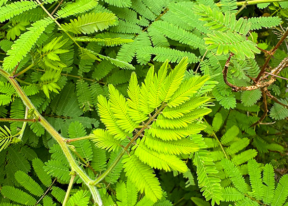 Lush Plants in March