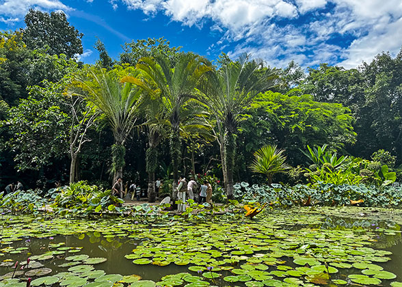 Lush Vegetation in Xishuangbanna