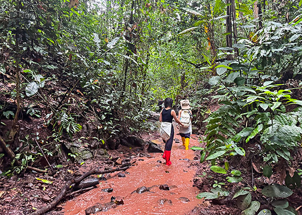 Muddy Trails in the Rainforest Muddy Trails in the Rainforest