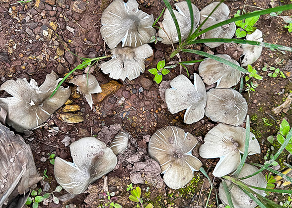 Mushrooms Thriving After Rain