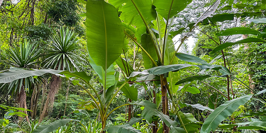 Thriving Vegetation At Tropical Botanical Garden Thriving Vegetation At Tropical Botanical Garden