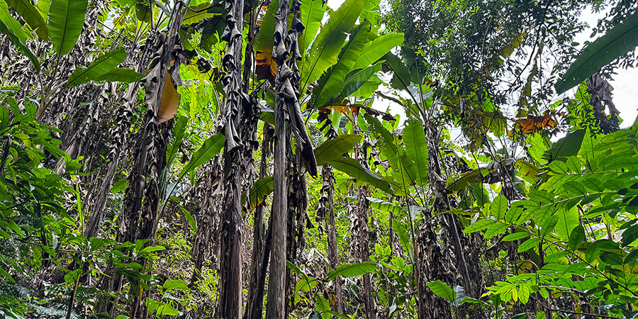 Tropical Plants in September Tropical Plants in September