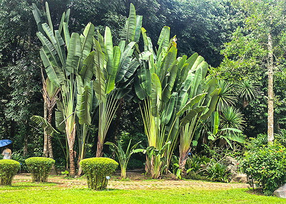 Tropical Vegetation under Bright Sunshine Tropical Vegetation under Bright Sunshine