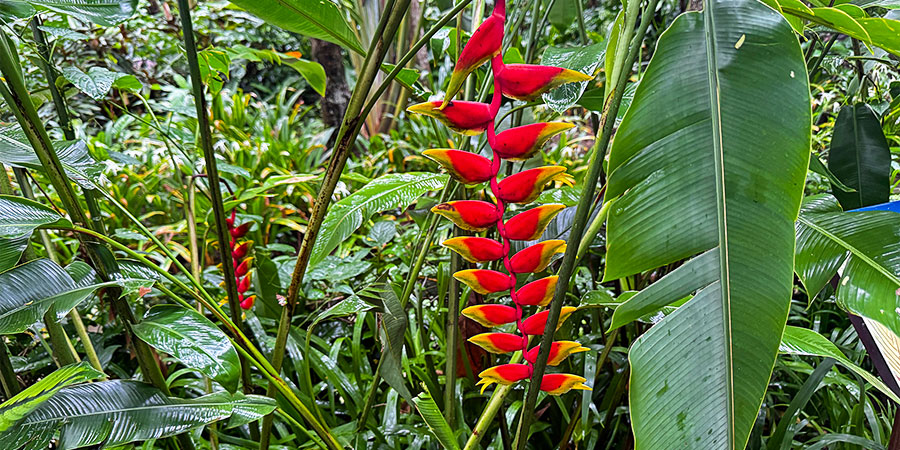 Unique Tropical Plants in Xishuangbanna Unique Tropical Plants in Xishuangbanna