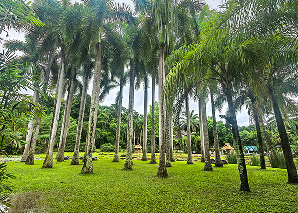 Lush Vegetation in June Lush Vegetation in June