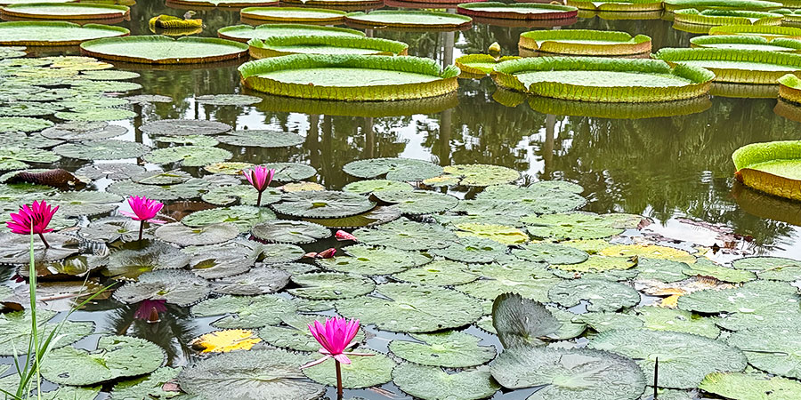 Victoria Amazonica in Full Bloom Victoria Amazonica in Full Bloom