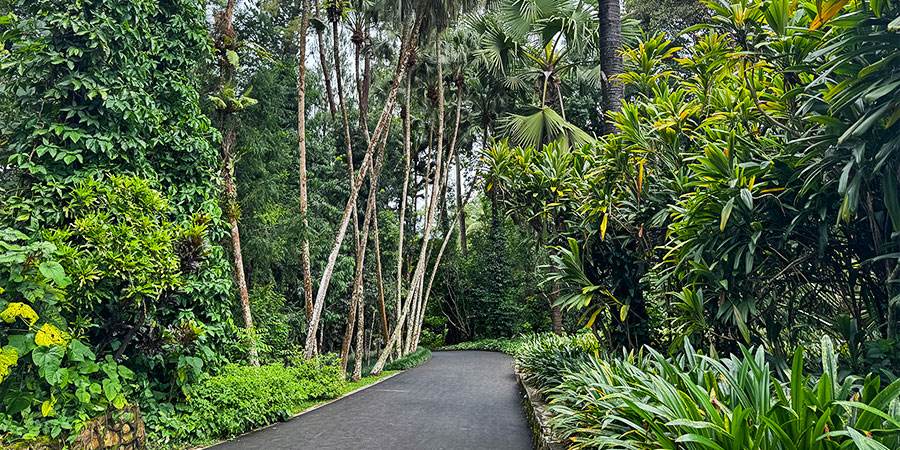 Xishuangbanna Wet Roads in August