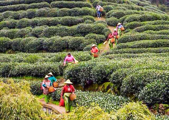 Tea Pickers Wearing Straw Hats Tea Pickers Wearing Straw Hats